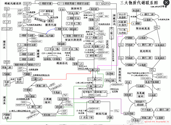 能否用一张图将生物氧化,糖代谢,脂代谢之间的关系说清?