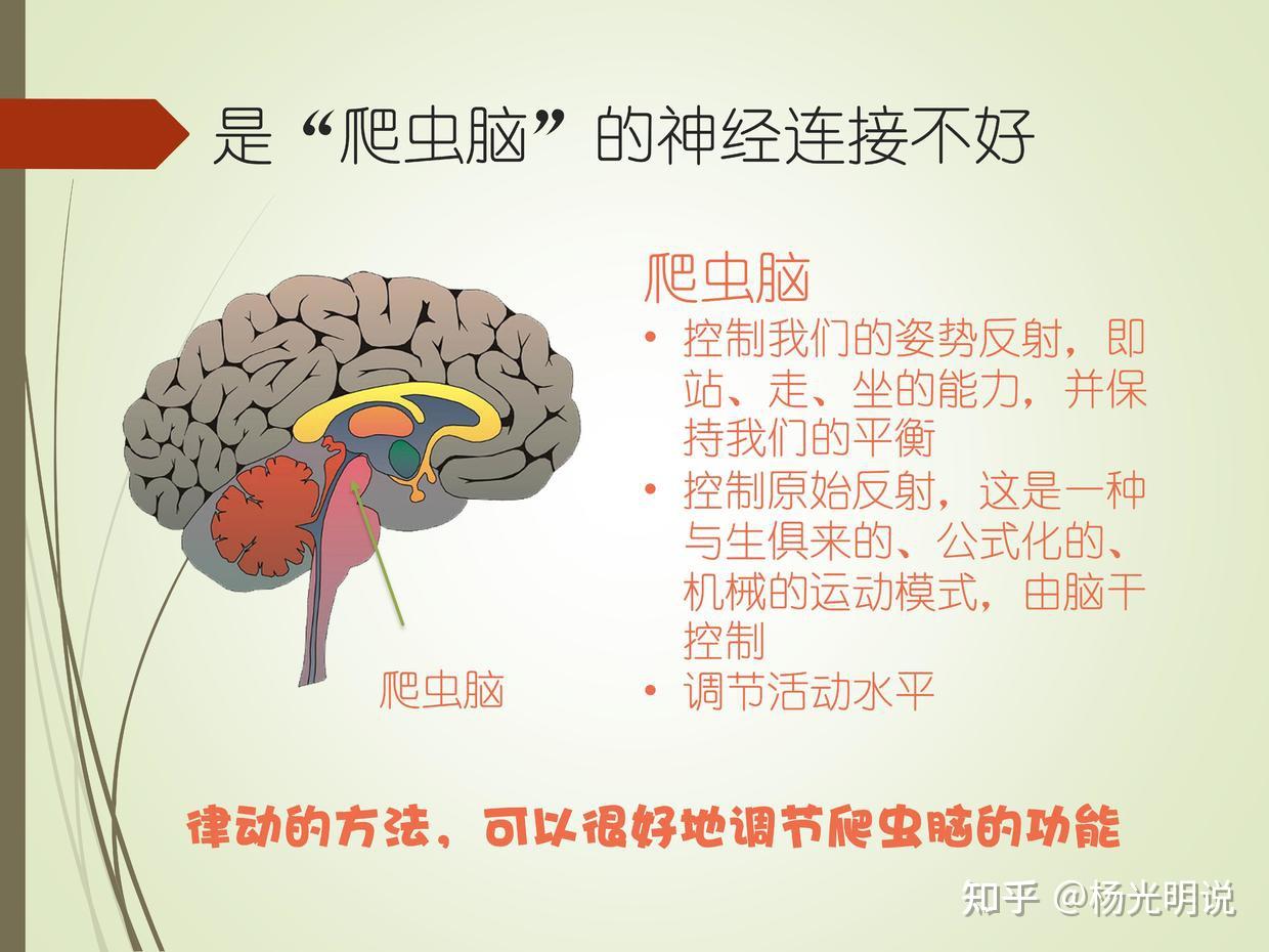 紧张性迷路反射(tonic labyrinthine reflex)未完成会导致肌张力差