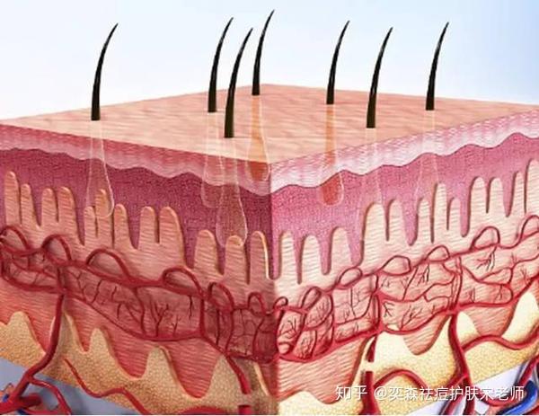 皮肤靠微循环这项工程进行代谢你对它了解多少呢