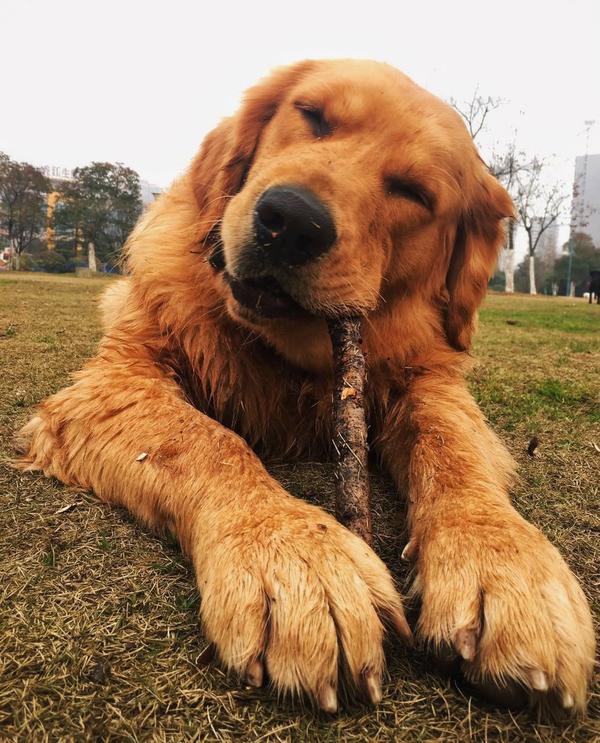 有一只品相特别好的金毛犬是什么体验?