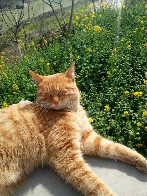 农村老家 出太阳的时候拍的 右上角一缕阳光 猫咪惬意的睡姿 哈哈 又