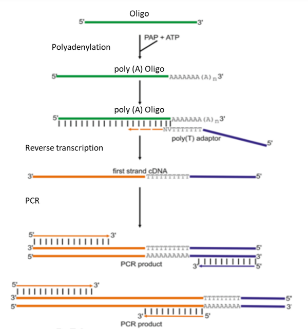 Rt Qpcr Dmpk