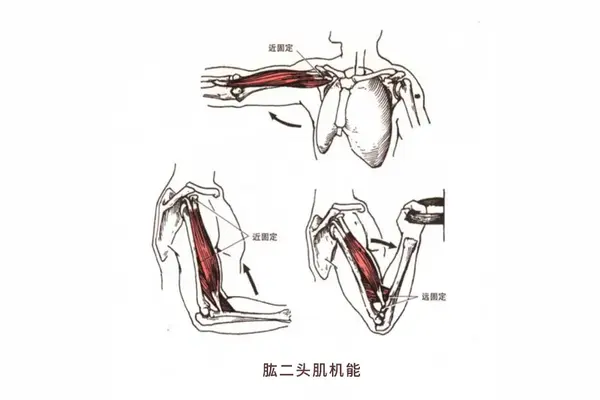 【肌肉科普】探讨身体肌肉—肱二头肌