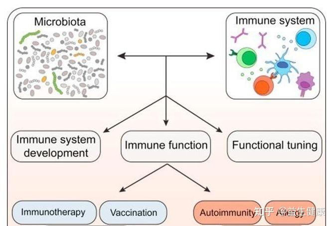 微生物代谢物postbiotics即益生菌代谢产物才是肠道健康的未来