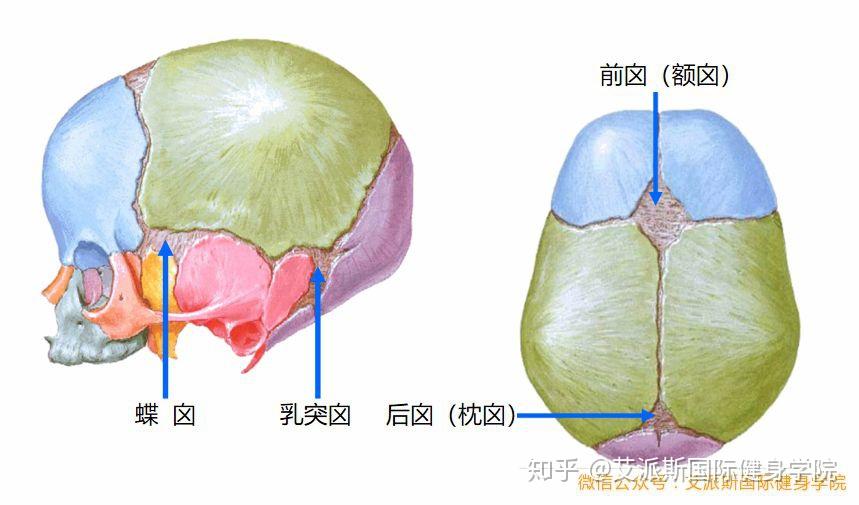 包括前囟(额囟,后囟(枕囟,蝶囟和乳突囟等.