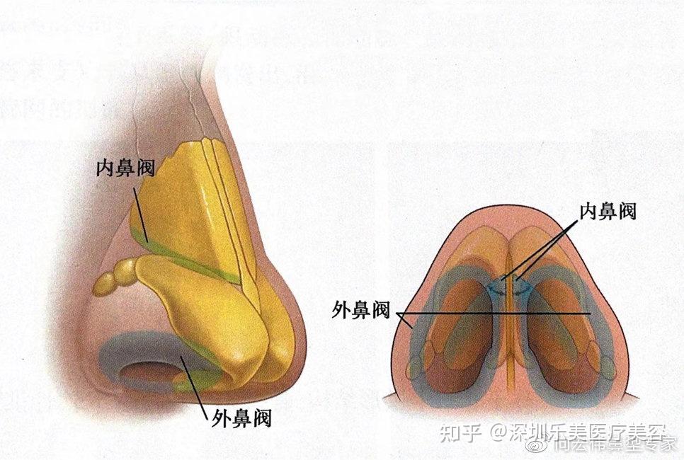 它由下外侧软骨外侧脚尾侧端,鼻翼软组织,膜性鼻中隔和鼻槛共同构成