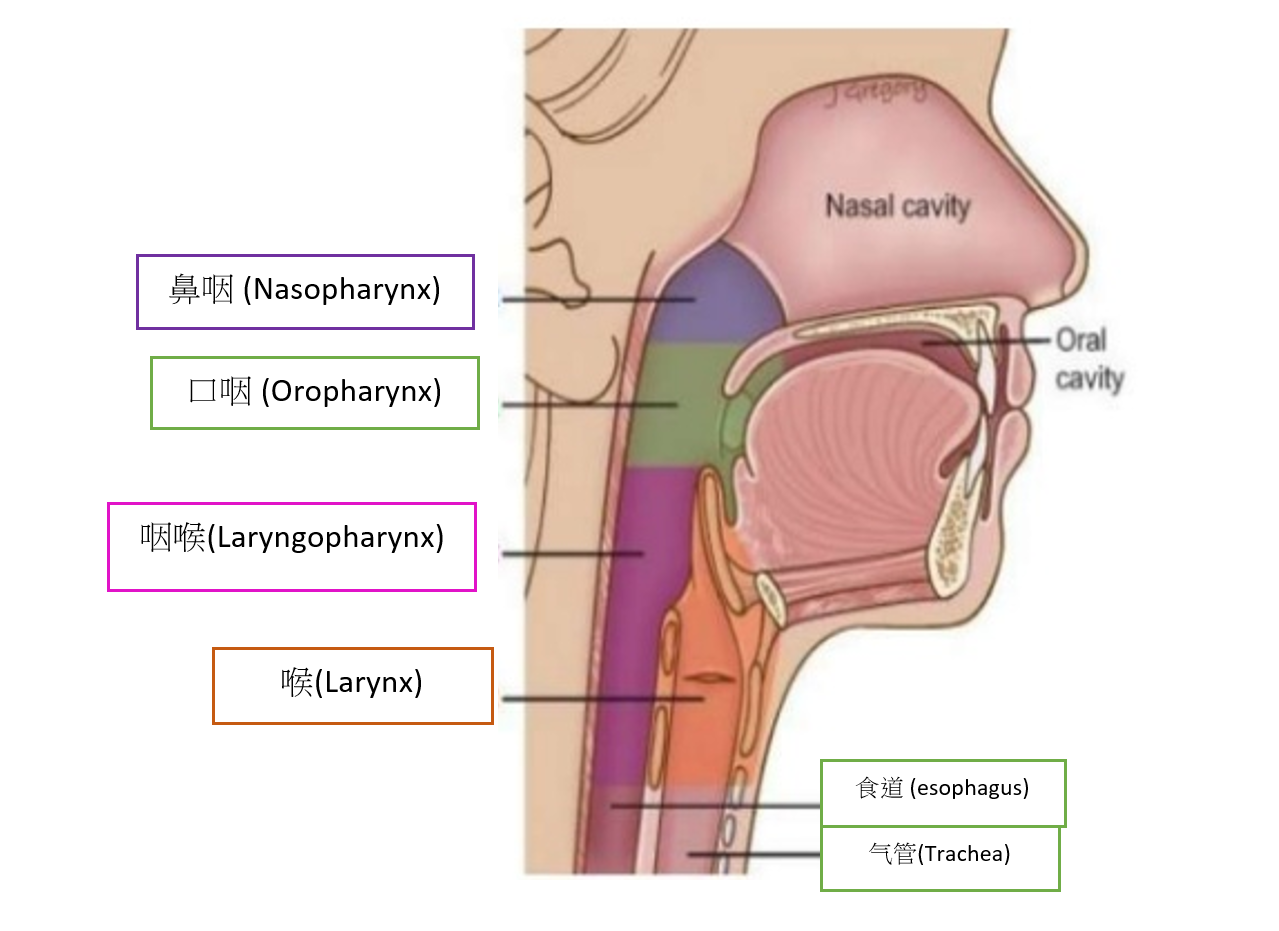 喉部(larynx)和咽部(pharynx)