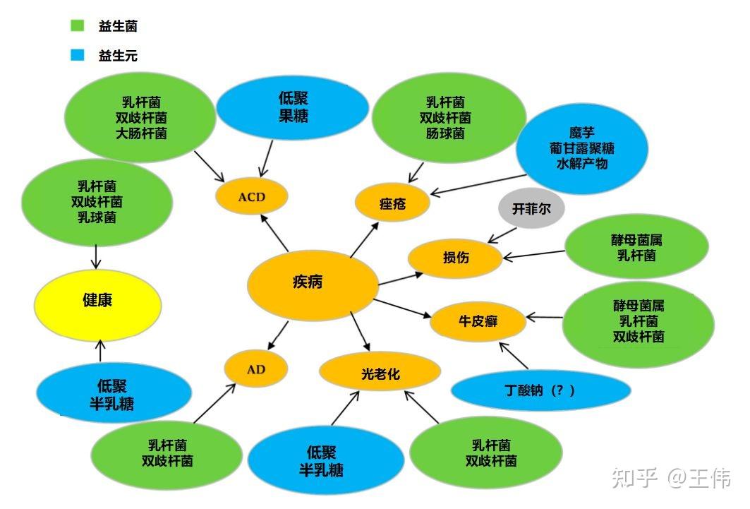 益生菌和益生元对皮肤健康和疾病的功能作用2