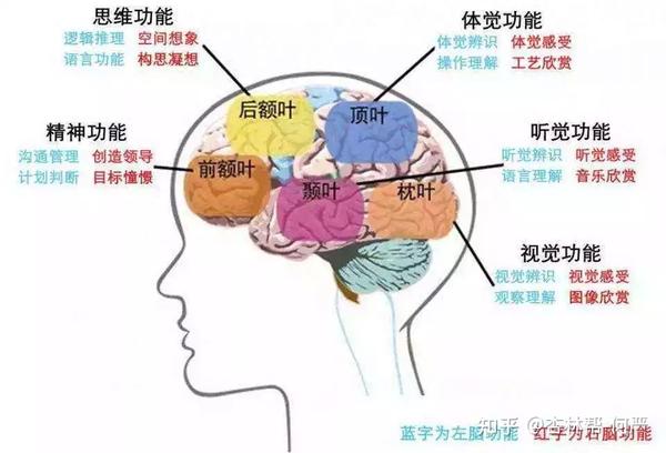 米开朗基罗密码:隐藏在壁画中的大脑解剖图