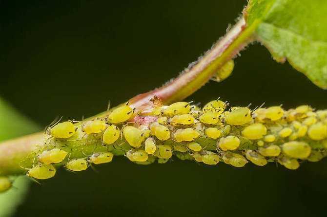 蚜虫用这款营养液,效果翻番,一季无蚜虫,干净彻底