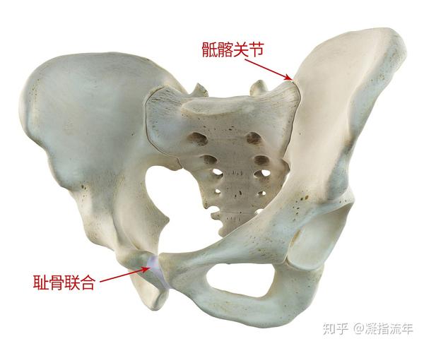坚持学画骨连接附肢骨骼下肢骨部分