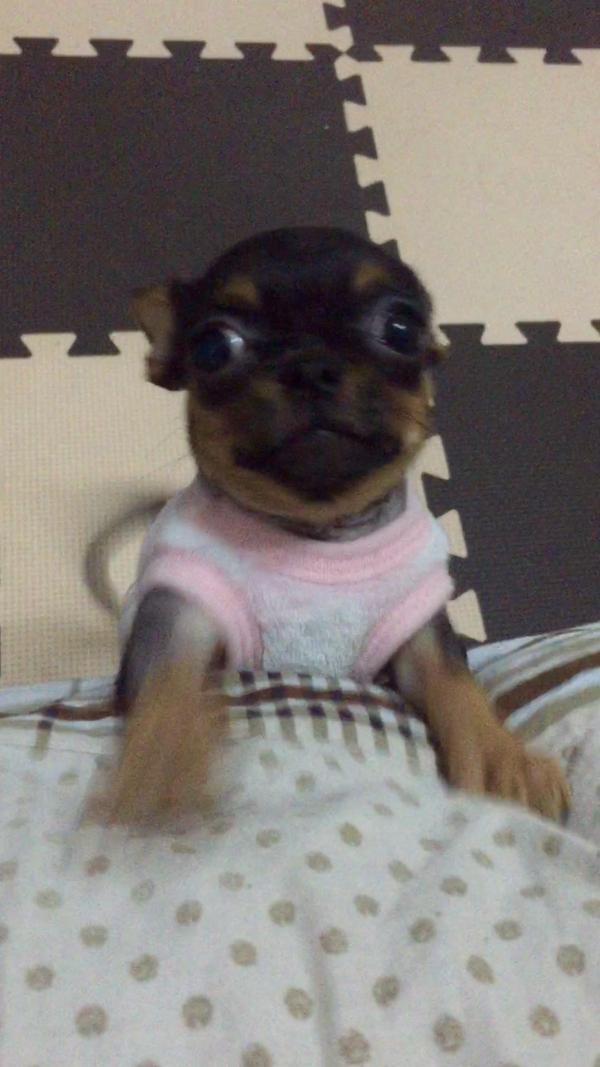 养小鹿犬或者吉娃娃是什么样的体验呢?