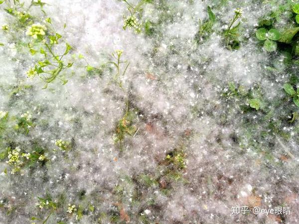 杨絮柳絮漫天飞舞的季节又到四月飘雪你觉得诗意吗