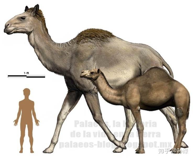 巨足驼与单峰驼和人类的体型对比高足驼(titanotylopus)然而随着智人
