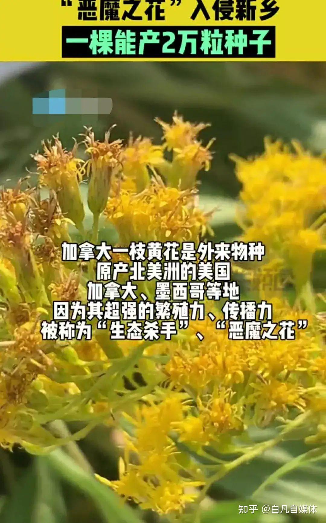 加拿大一枝黄花出现在河南多地