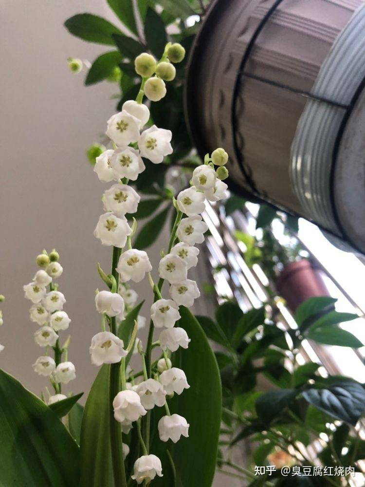 优美植物 第三集 幸福的象征铃兰