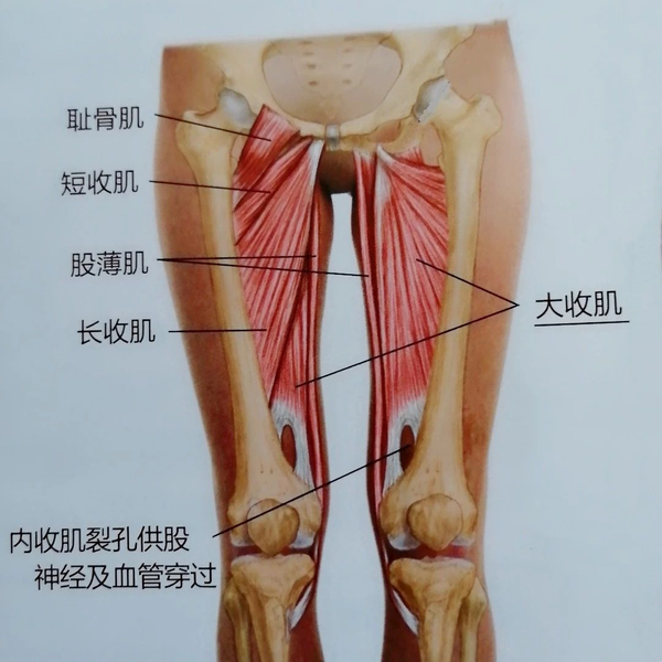让下肢可以往中线移动,从解剖位置上去看,内收肌群也可被视为屈髋肌