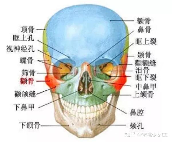 脸的宽窄,主要由面部的骨骼和软组织肌肉决定.