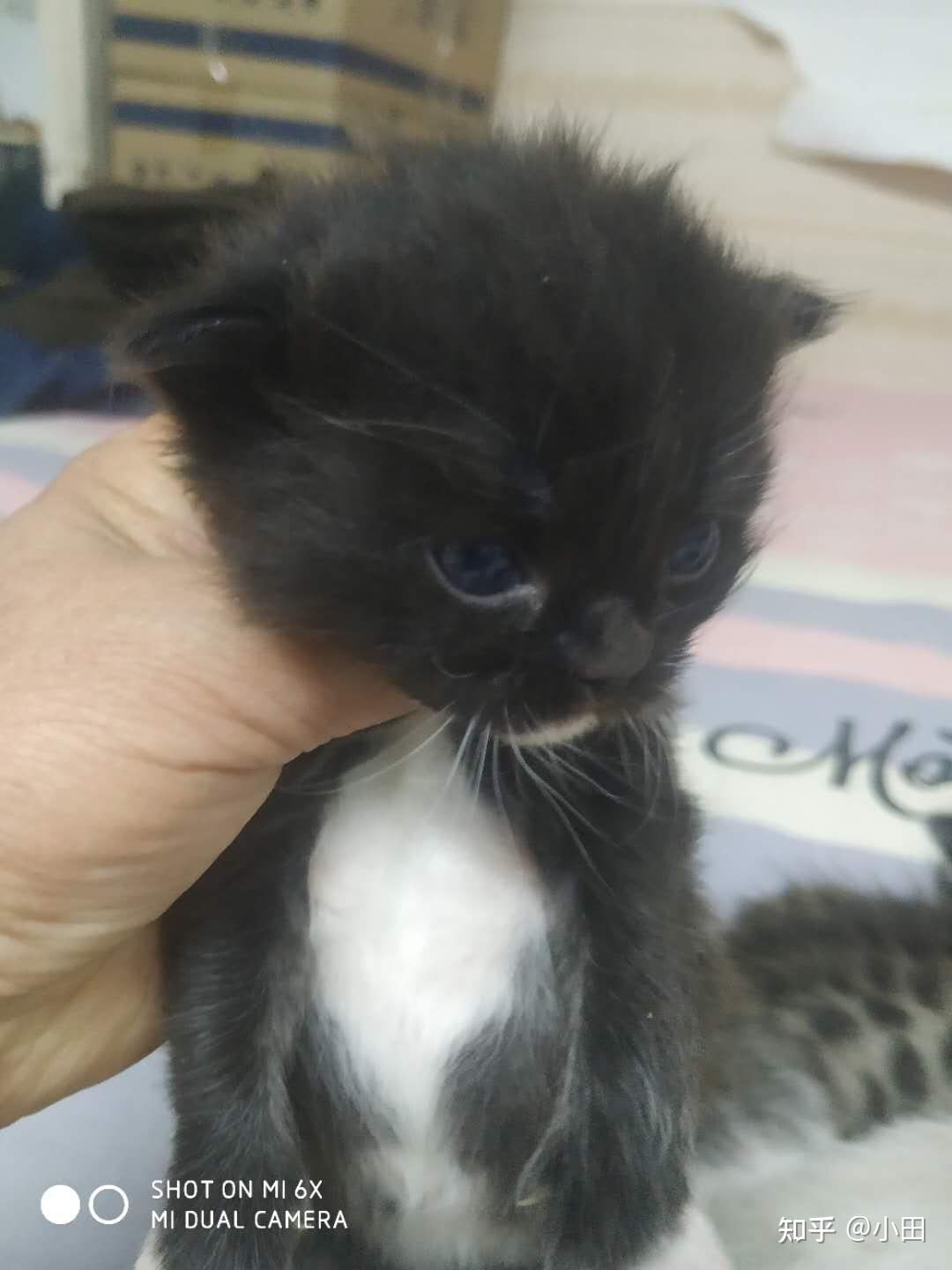 蓝白英短和布偶猫会配出什么样的猫咪?