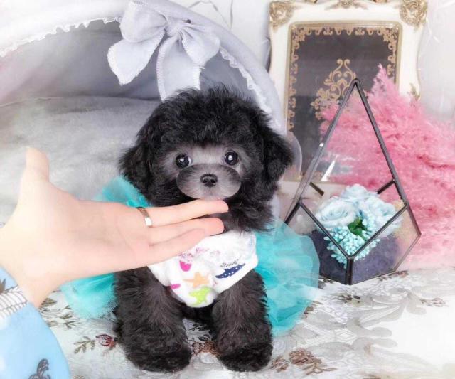 灰泰迪多少钱一只