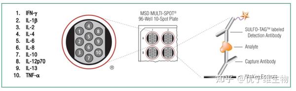 抗体药物体外药理学实验全面解决方案 一 知乎