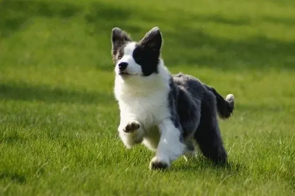 边牧犬4一6个月