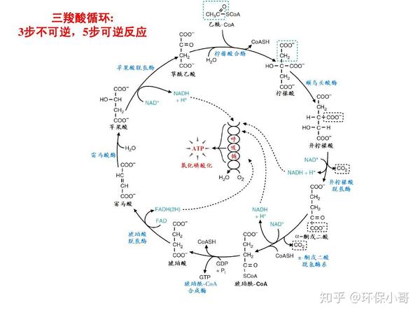 三羧酸循环的图解如下