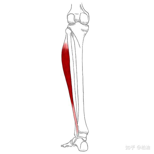 腓骨长肌是在小腿外侧最表层的肌肉,起于腓骨头和腓骨上半部分的外侧