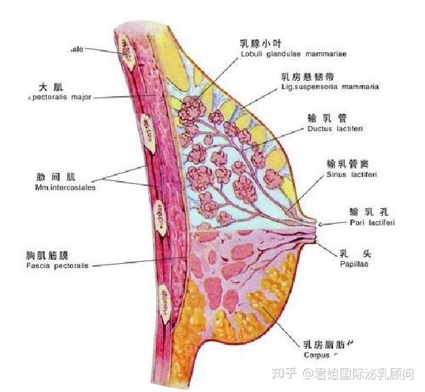 信号需求哺乳,不限频率或时长的哺乳,先完成一侧乳房再开始另一侧乳房