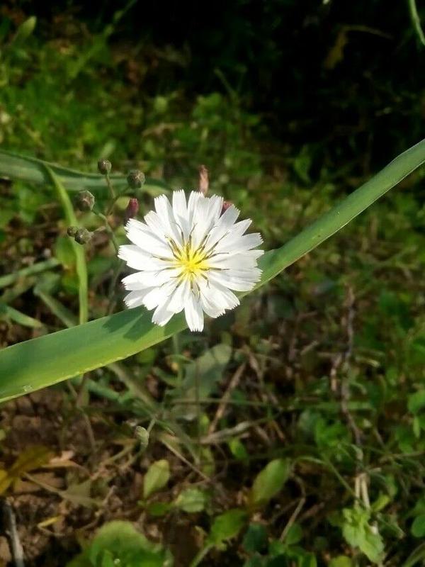 路边小野花