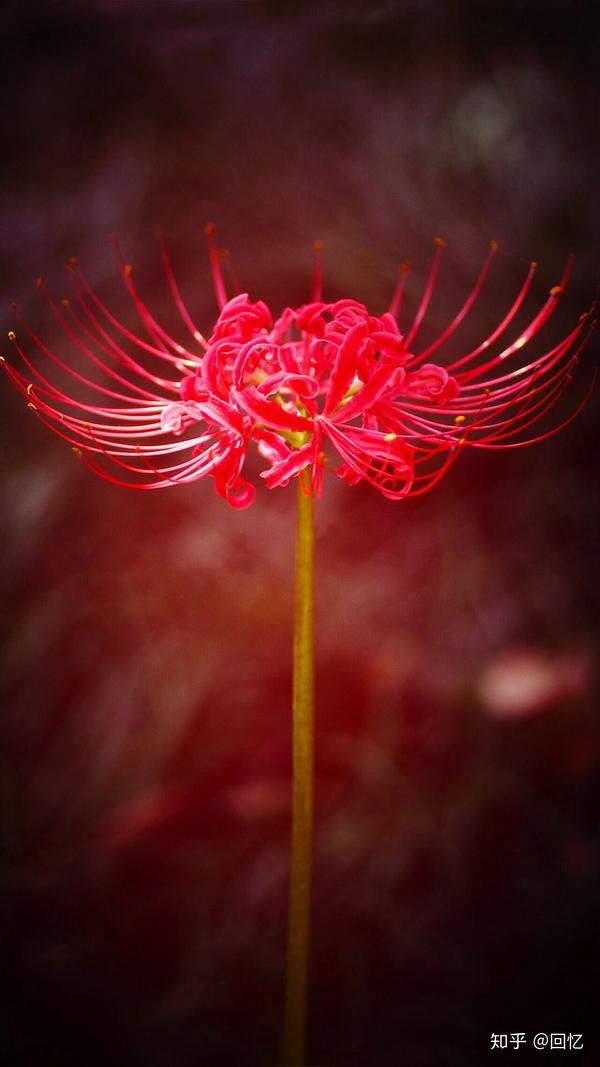 彼岸花(曼珠沙华)