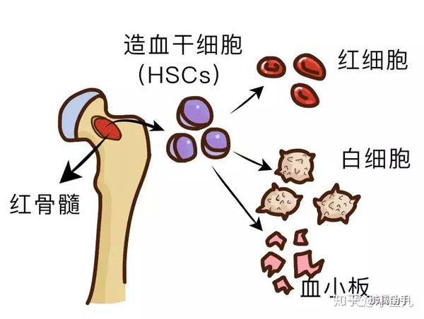 放化疗后引起的骨髓抑制,千万不要忽视!