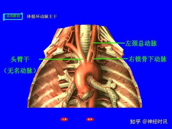 【高清】肺循环的血管,头,颈,上肢的动脉解剖图