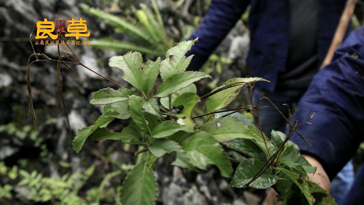 学名,碎骨补,是一个冶骨折的好草药,只是非常难找