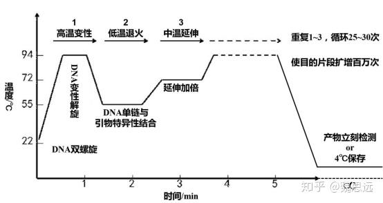 分子目的基因的扩增一pcr原理与过程