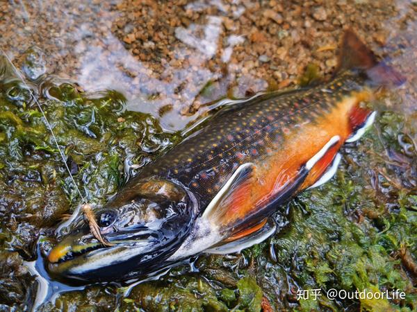 笔者的朋友在东北溪流里钓获的花糕红点鲑(dolly varden trout),已放