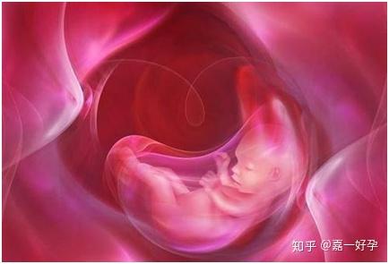 判定试管婴儿受孕成功与否,一定要等到胚胎着床发育后才能确定