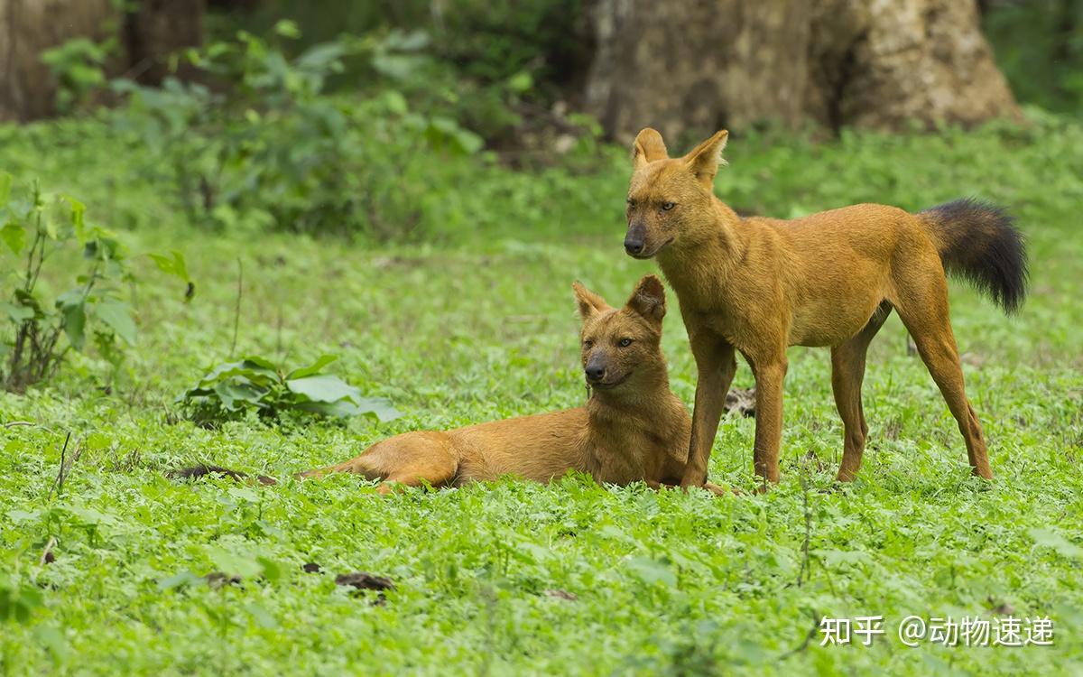 农村人口中亦正亦邪的猛兽,豺狗真的会保护人吗?