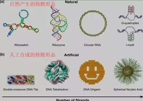 在06年的时候,我们就去了解dna折纸技术.