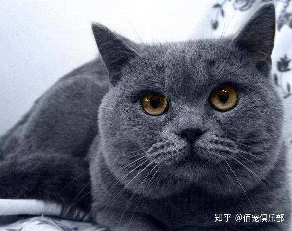 你真的了解英短蓝猫吗?