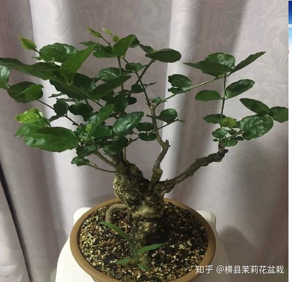 横县茉莉花盆栽老桩种植园