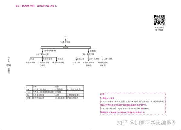 生物化学脂类代谢思维导图重点汇总串讲必备