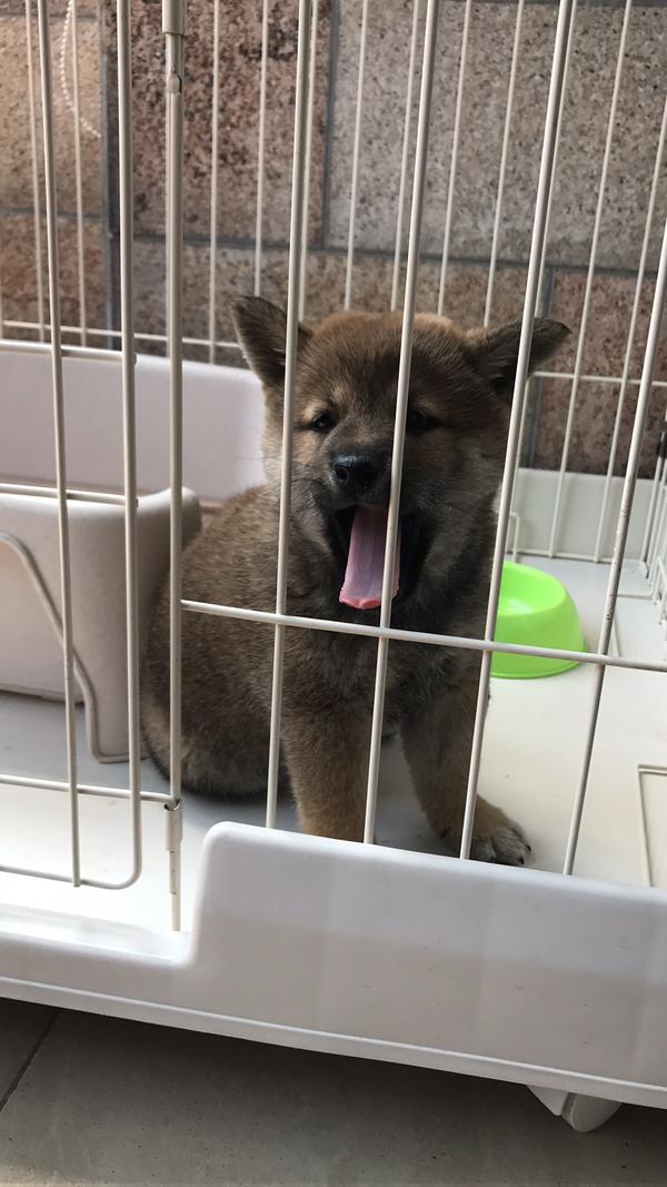 准备挑选两个月大的柴犬希望听一下专家的鉴别意见和结论添加问号