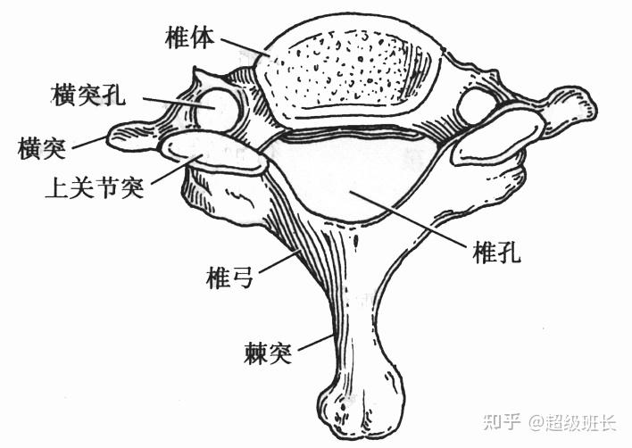 横突孔 颈椎椎骨的犄角上也都是有孔的,这个孔就是椎动脉的通道.