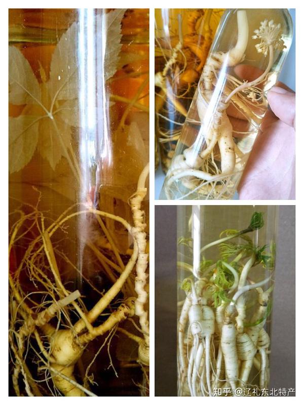 人参泡在酒里真的能发芽开花?童话里都是骗人的