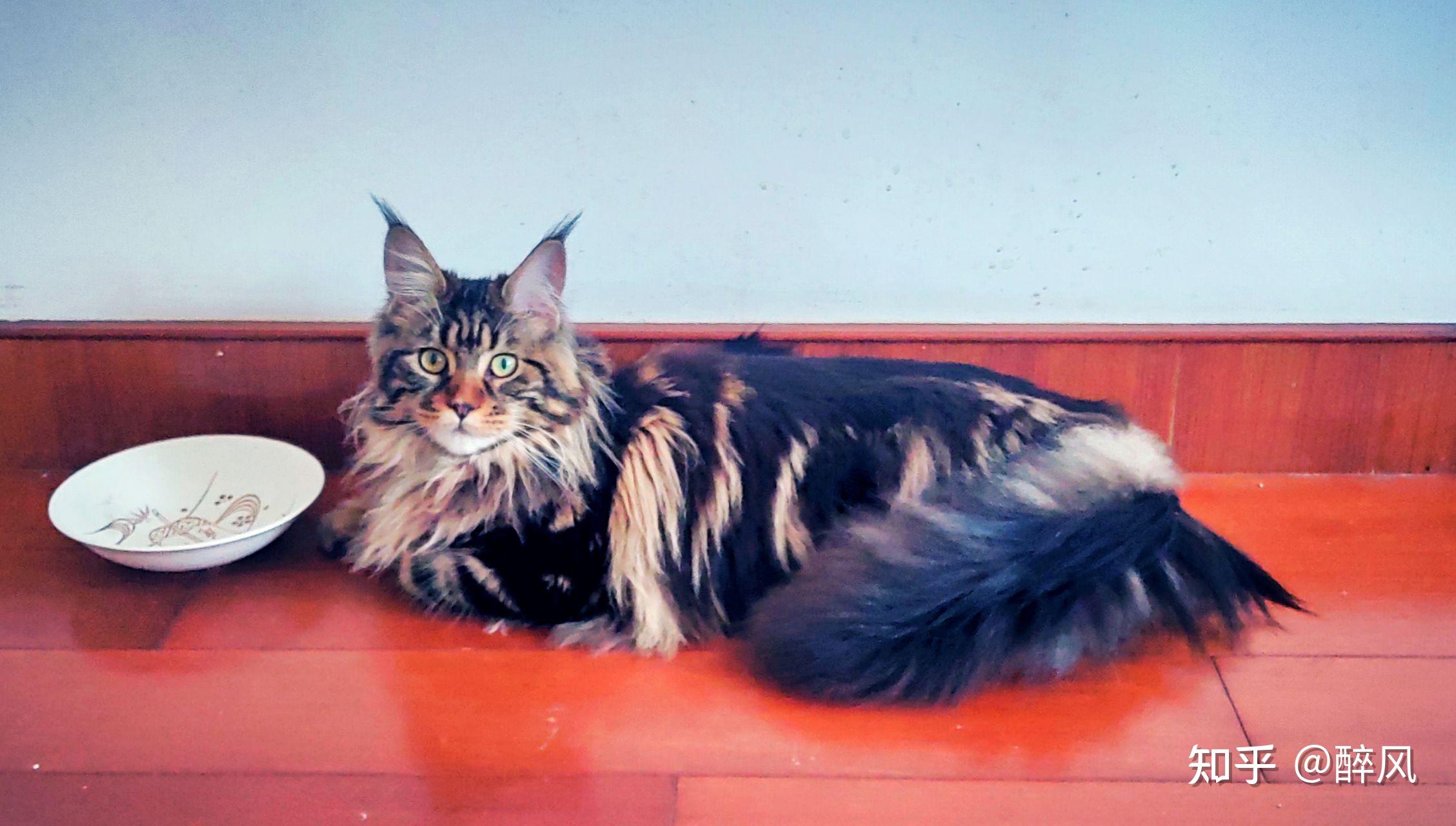 缅因猫最大可以长多大