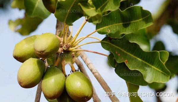 什么牌子的乳木果油好