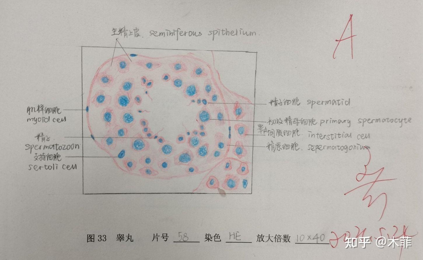 睾丸次级卵泡次级卵泡