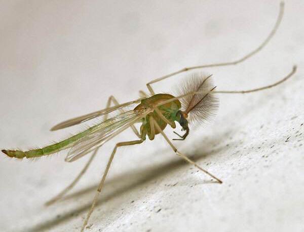 小区楼道里成群的摇蚊,对人类健康有危害吗?