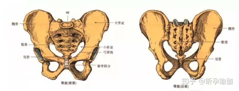 其中,髋骨由髂骨,坐骨和耻骨三块骨骼组成,在刚出生时,这三块骨骼通过